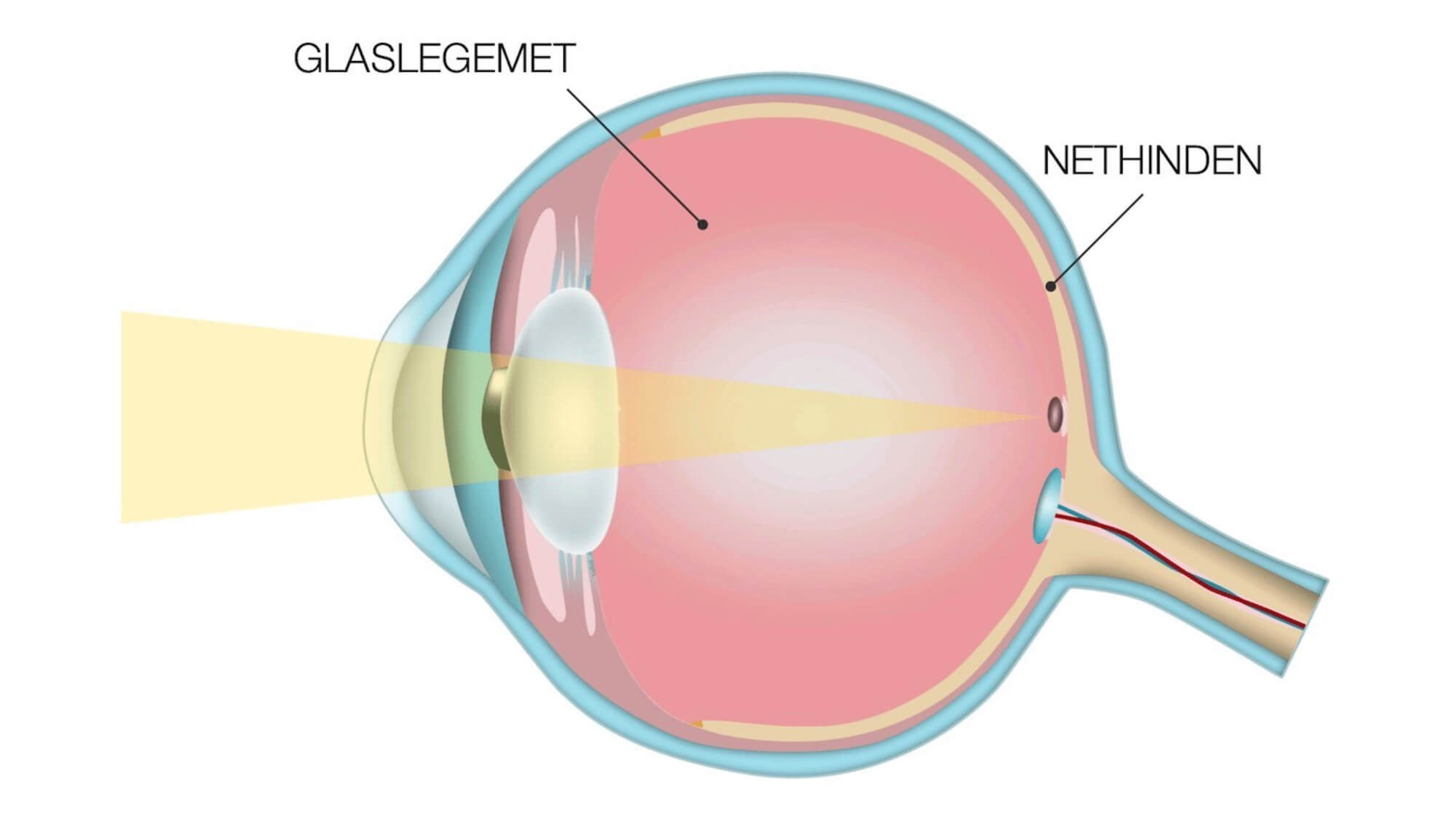 Illustration, lyset passerer gennem et øje.