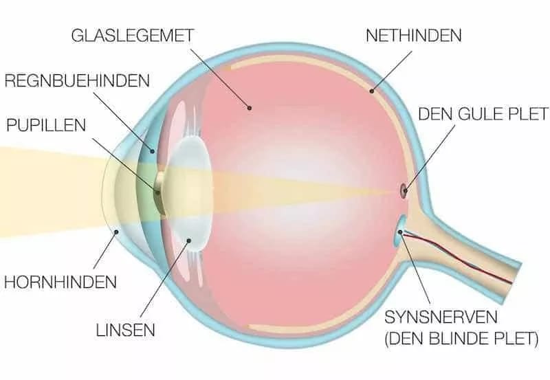 Illustration: Lyset passerer gennem øjet til den gule plet.