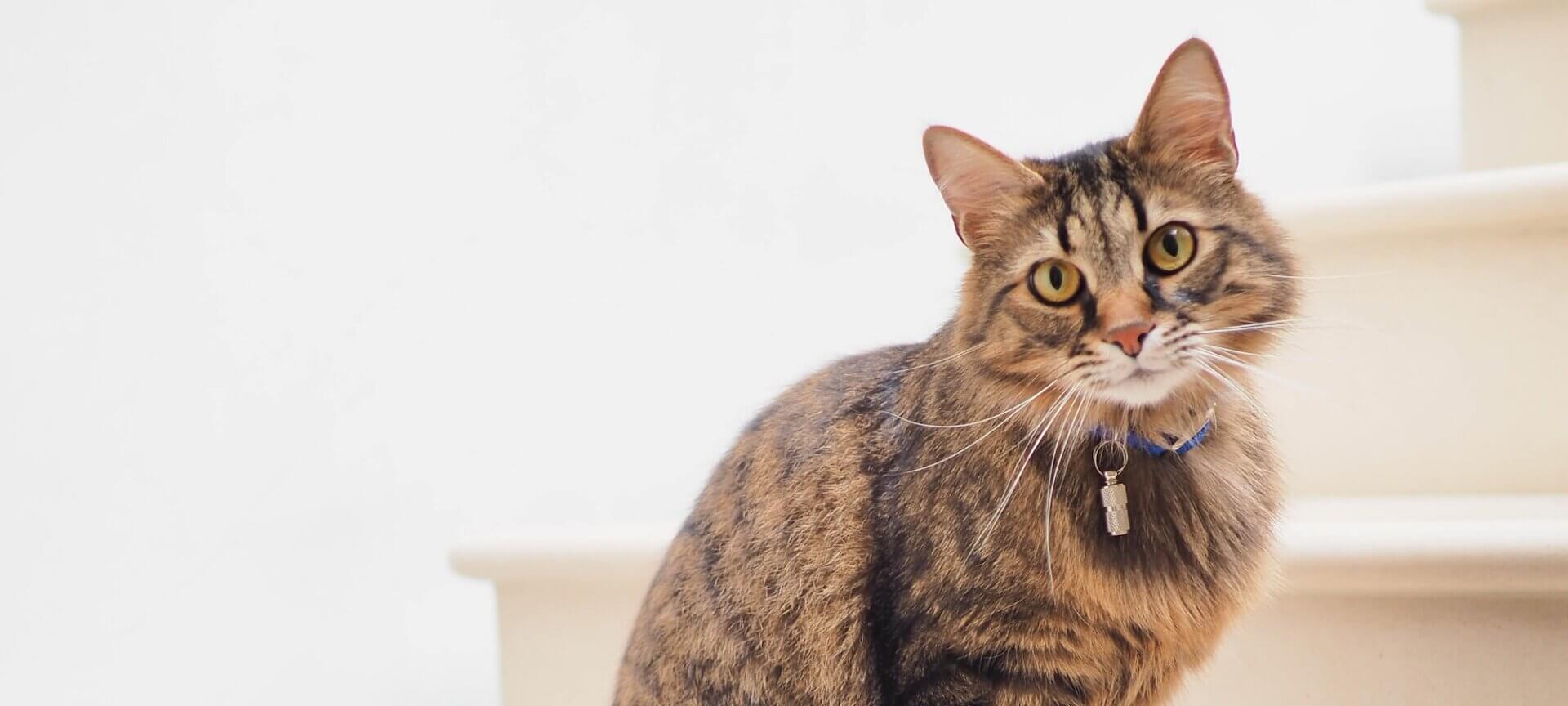 Billedet viser en kat, som sidder på en trappe.