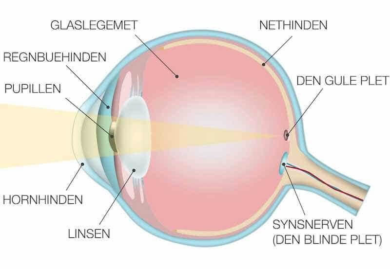 AMD øjet tværsnit. Øjenhospitalet Danmark.